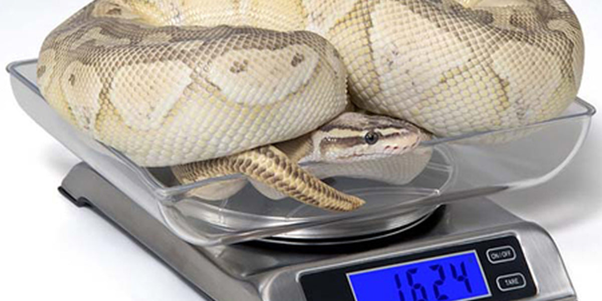 Reptile One Stick-On Hygrometer – Pet Life